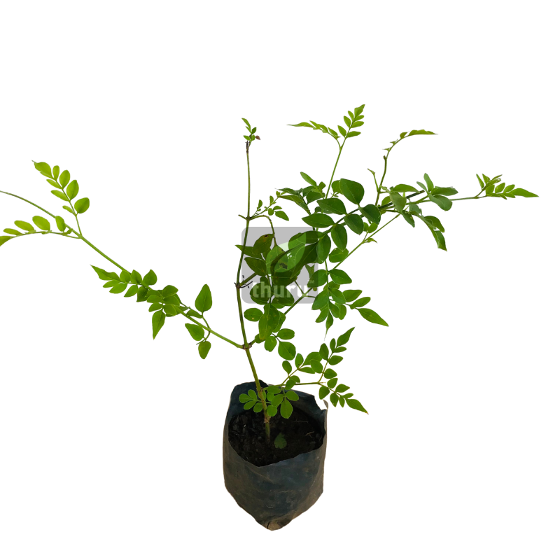 Saman Pichcha plant