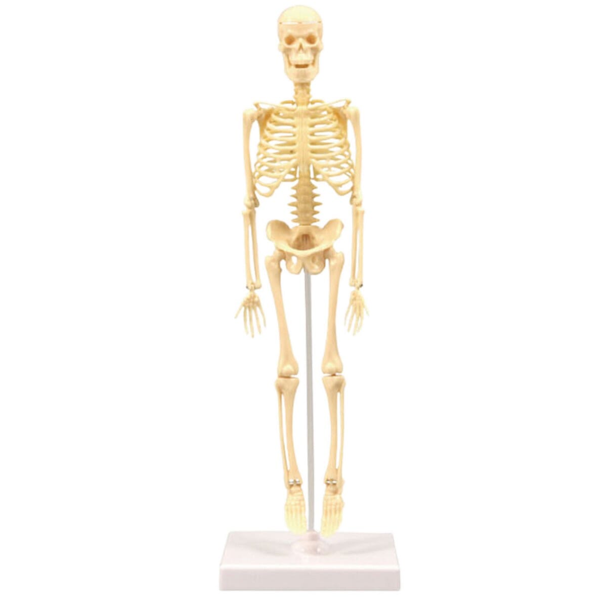 Skeleton Model Practical Ability Smooth Plastic Biological  Science Learning Kit for Kids. 