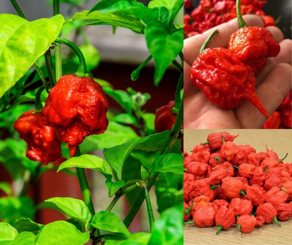 Carolina Reaper Chili Seeds, Rare World Hottest Chili, 50 Seeds, Import From The UK, 98% Germination Rate