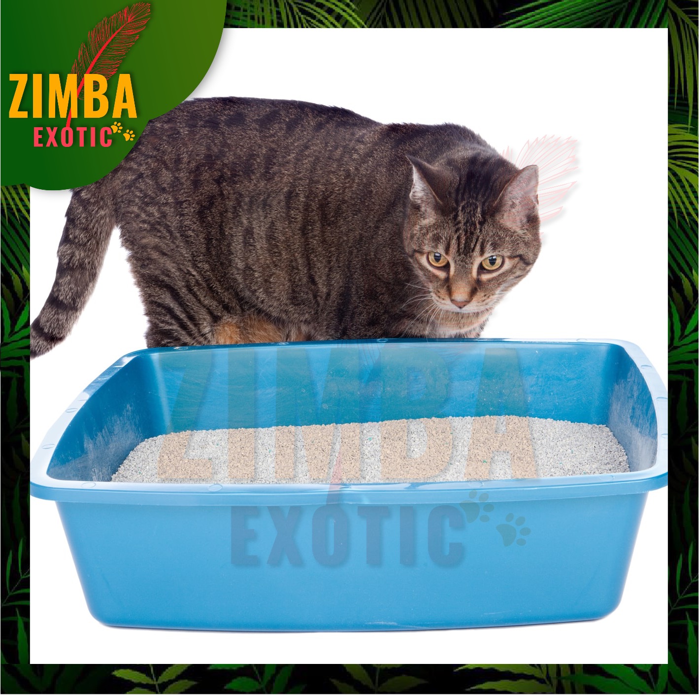 Best Cat Litter Tray 2022 Find The Perfect Tray For Your Feline Friend