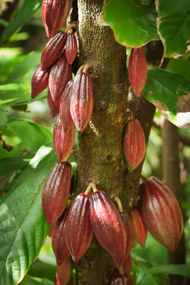 Coco plant/Cocova/chocolate plant. 