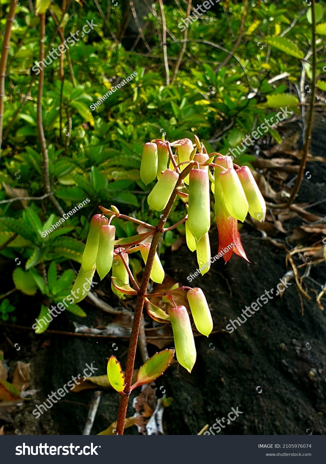 Akkapana Harbal Plant. 