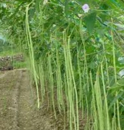 Hawari Me Karal/Hawari Long Beans (Green) Seeds For Home Garden. 