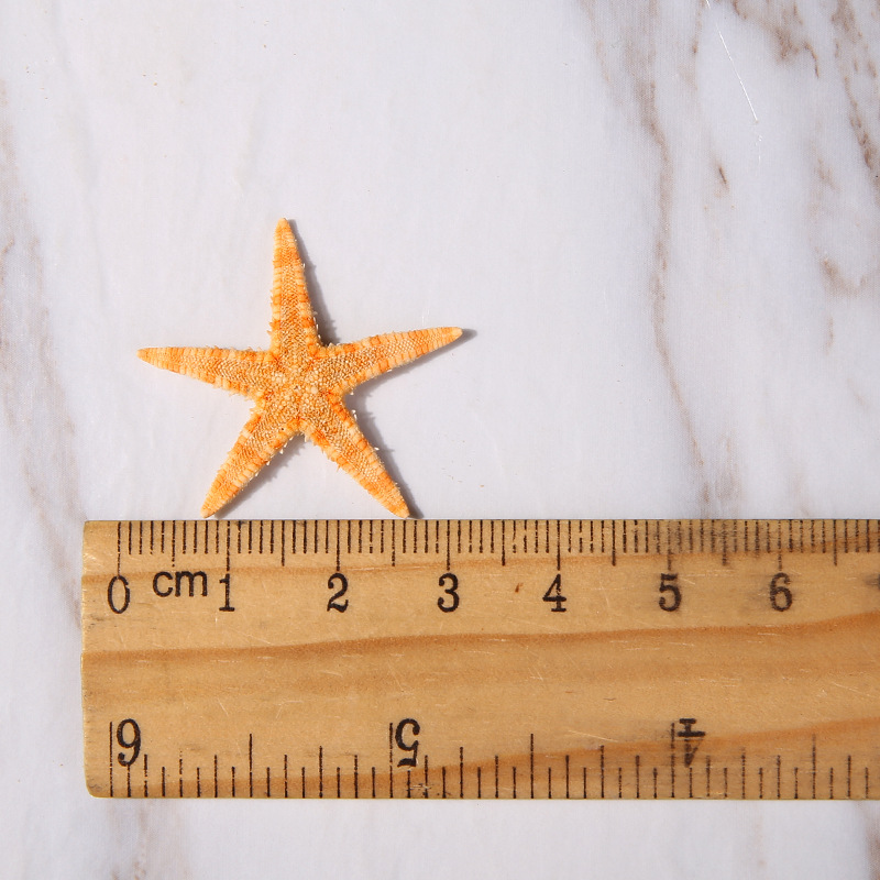 Sea Shells 2-3cm 50Pcs/Bag Mini Starfish Craft Decoration Natural Sea Stars DIY. 