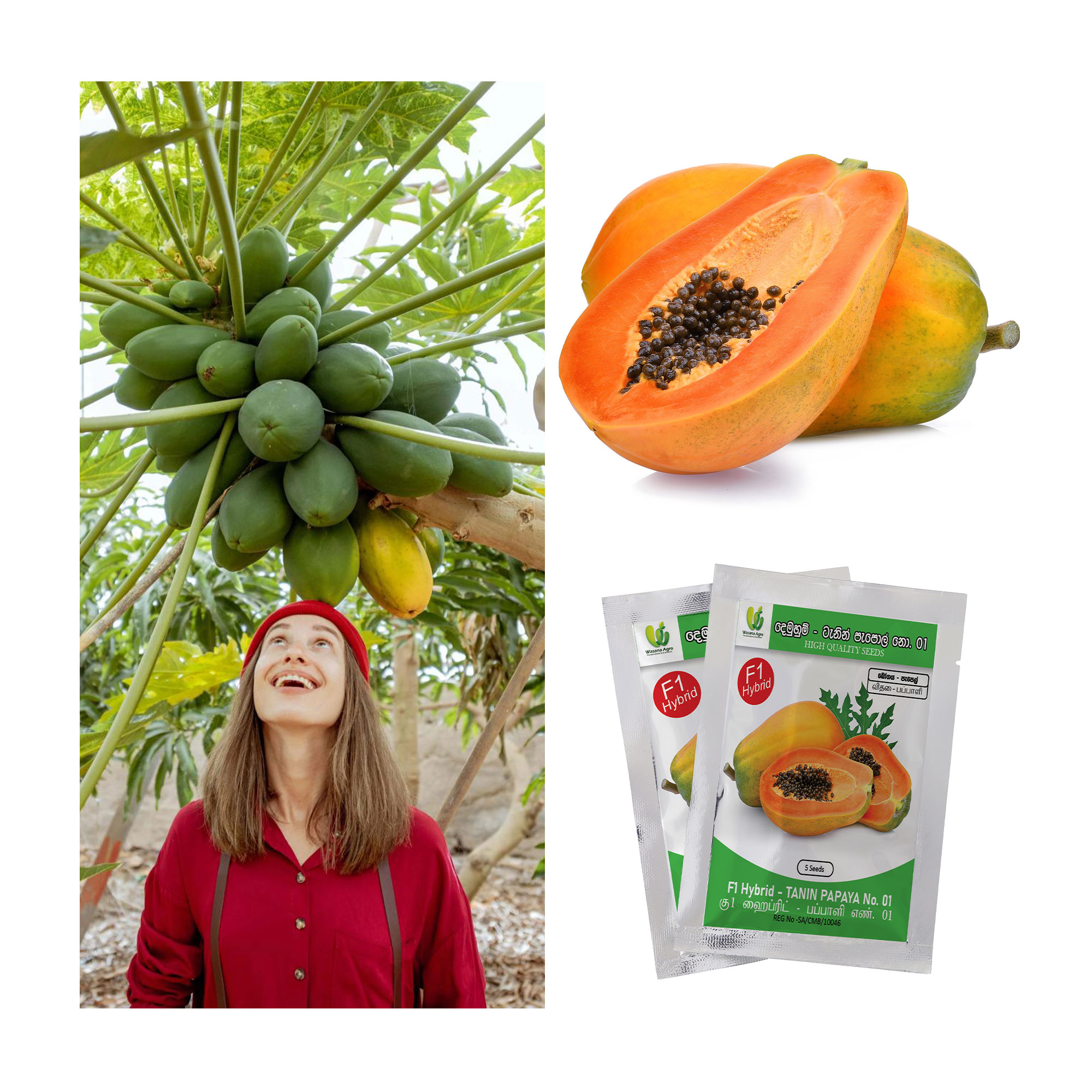 Tanin Papaya Papol F1 Hybrid 5 Seeds Pack