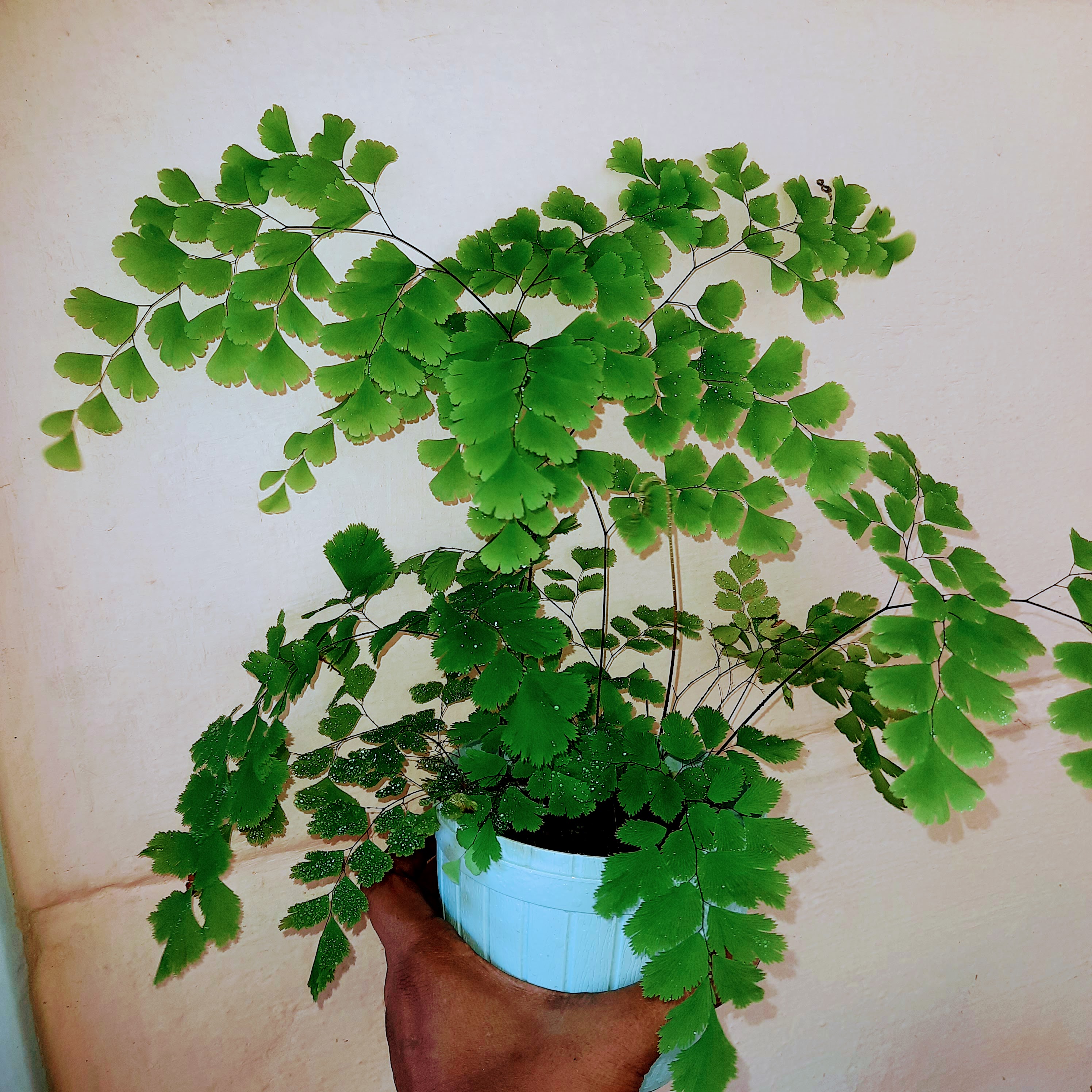 Indoor plant with pot - Southern Maidenhair Fern. 