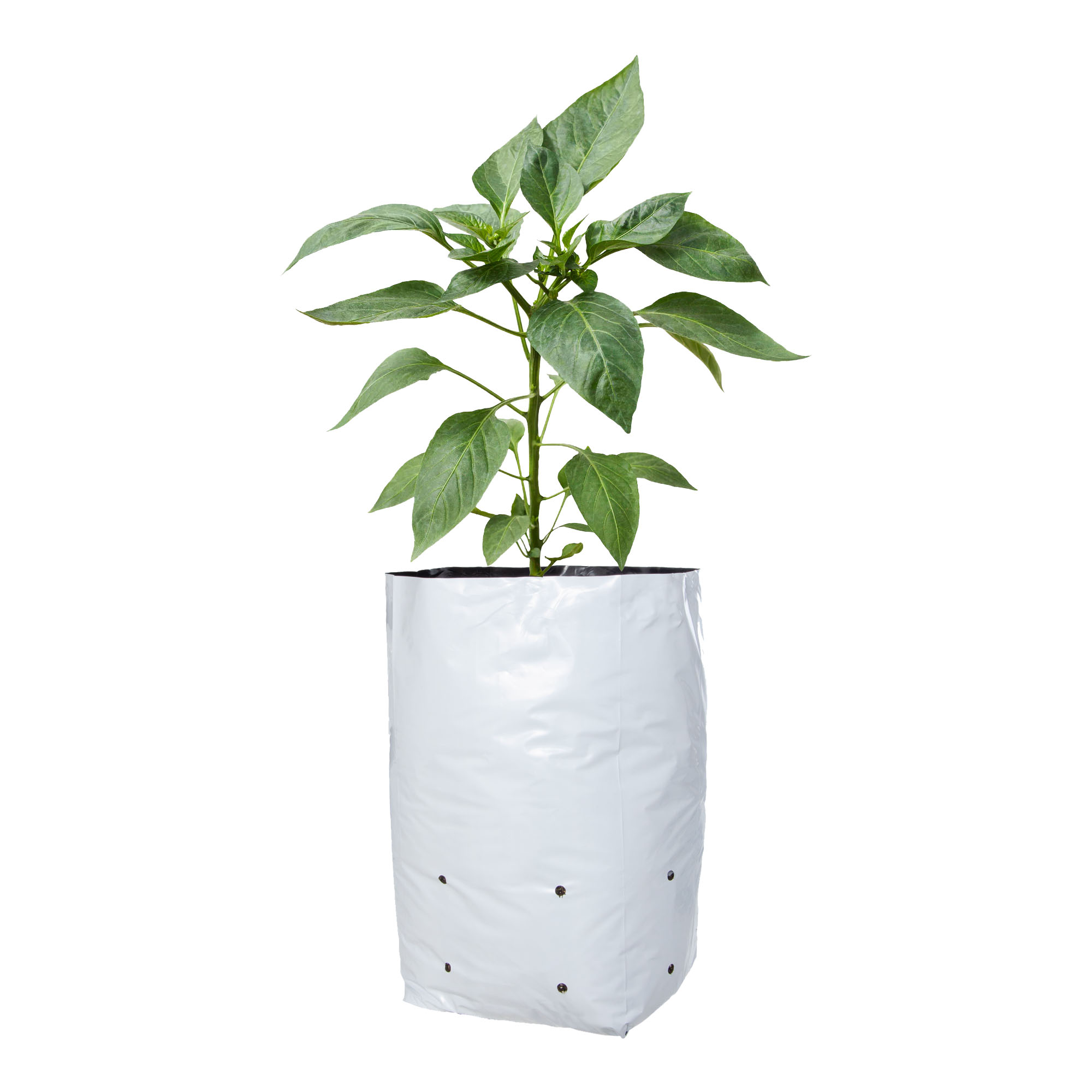 Grow Bag/Planting grow bags/UV treated polythene bags 14''x14'' 20 Pcs Daraz.lk
