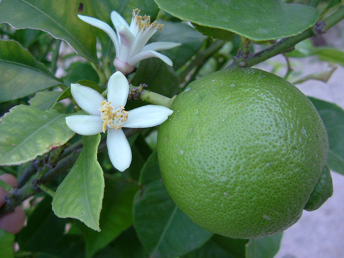 Lime Plant (Dehi Plant)