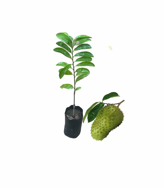 Katu anoda pala , deshiya katu anodha ,soursop plant