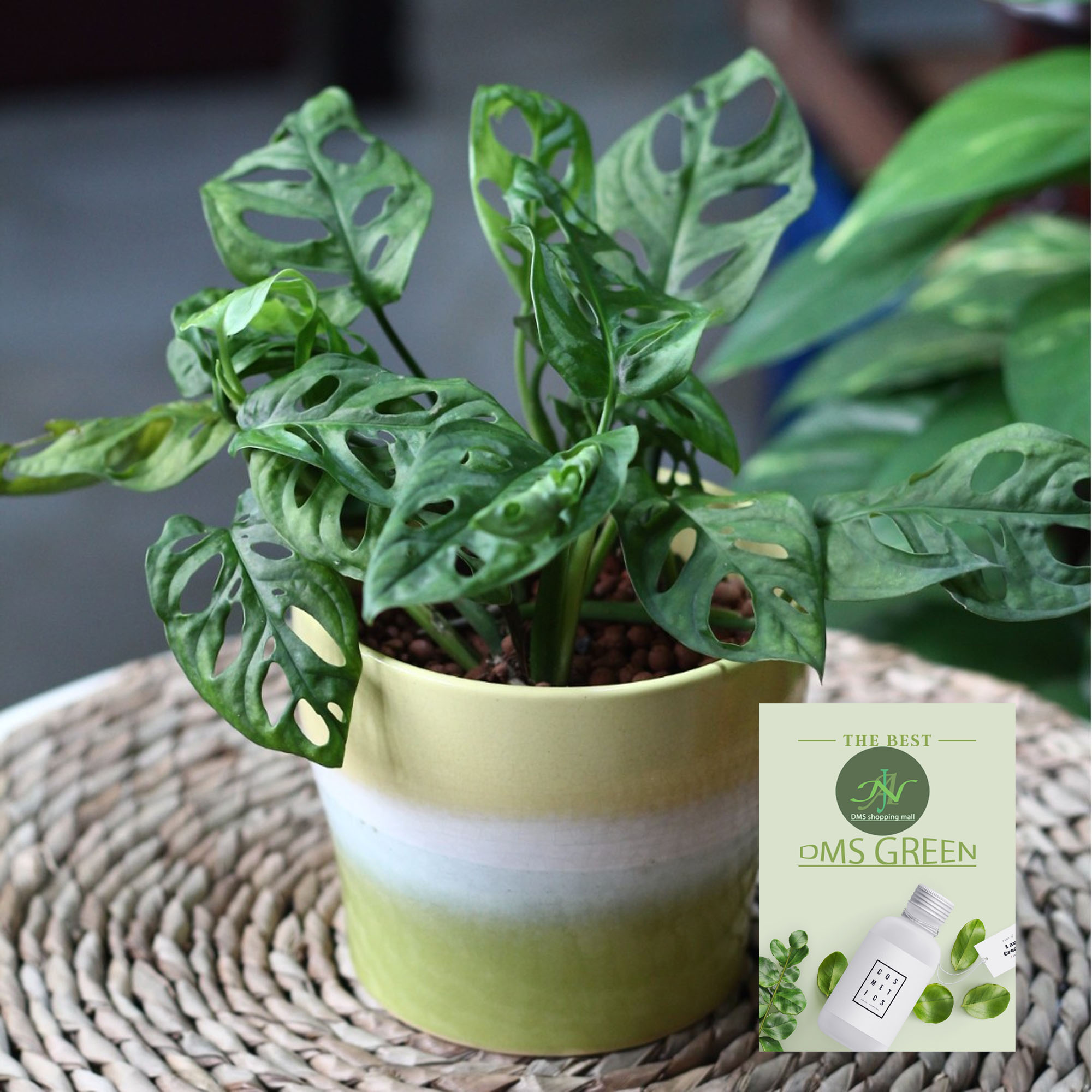 The Swiss cheese plant / Monstera adansonii with black pot