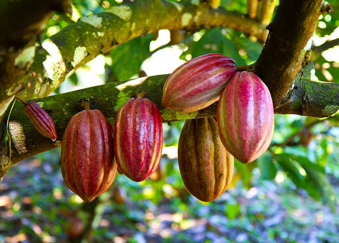 Coco plant/Cocova/chocolate plant. 