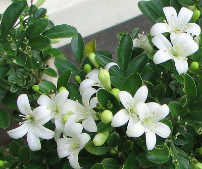 Atteriya plant medium size. 