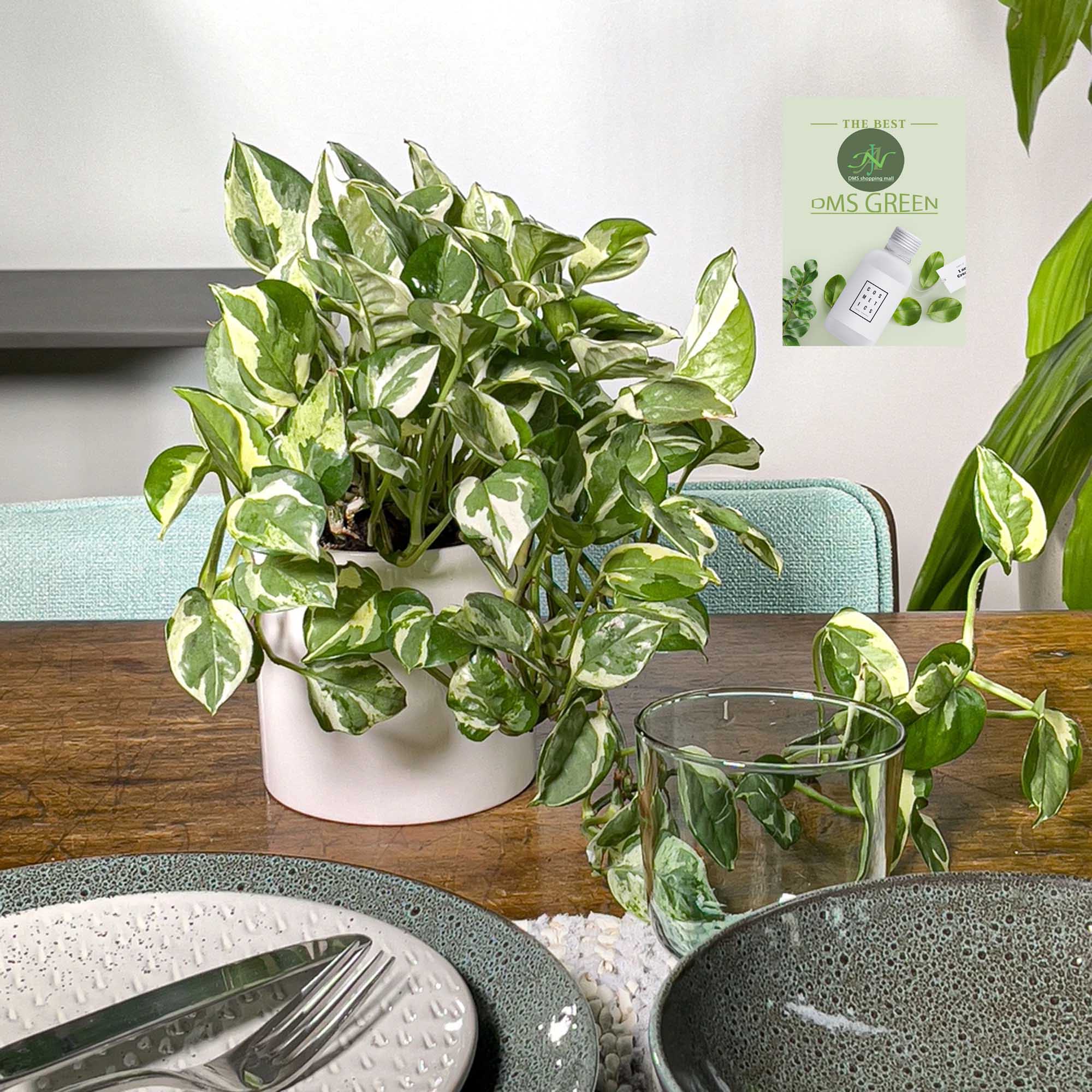 Money Plant / Golden Pothos/ Marble Queen/ N'joy /Heartleaf plant/Silver/Moonlight Pothos with pot. 