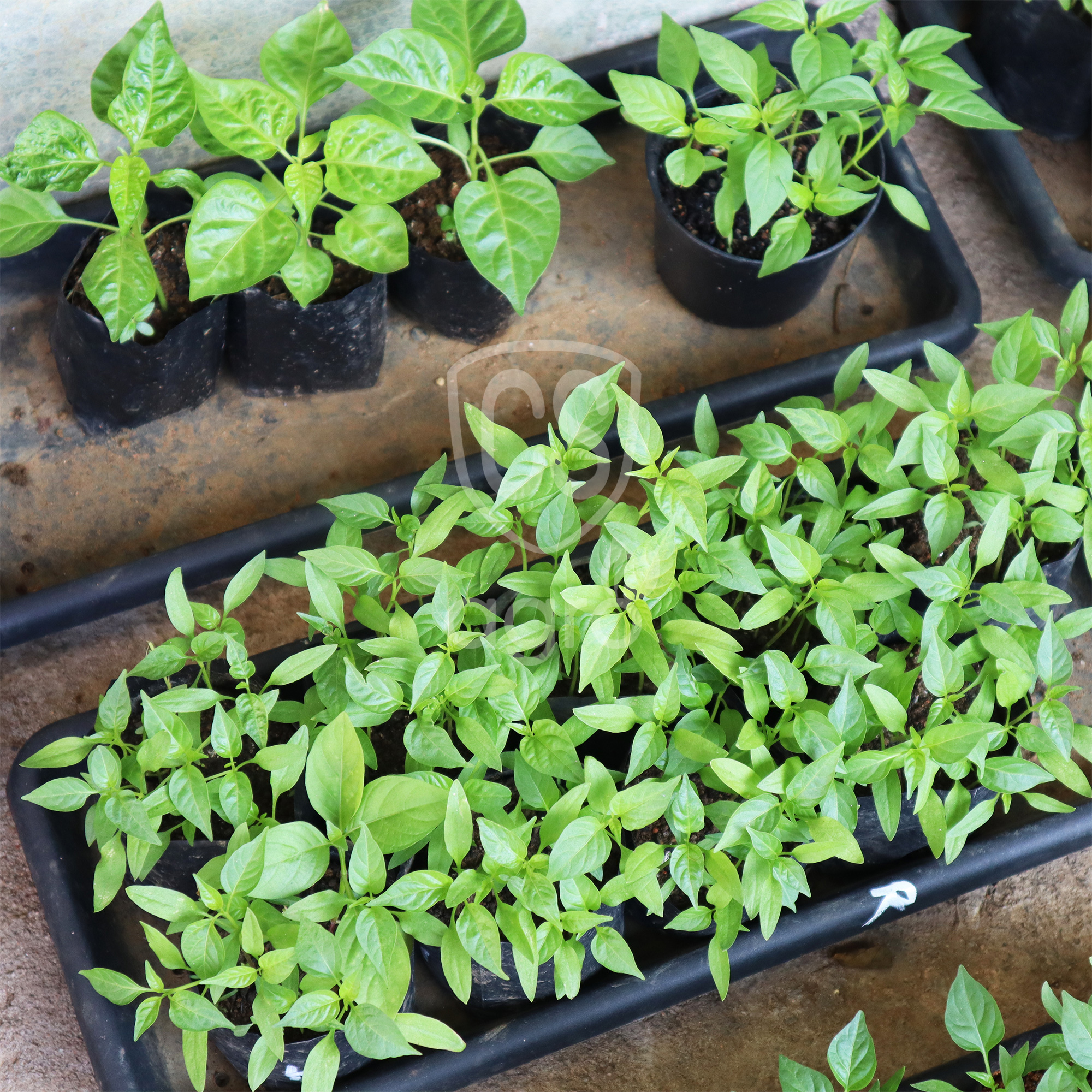 Planting Grow Bags Home Garden Decoration Plant Seeds Long Durability 24x24 - 1kg (10+/-). 