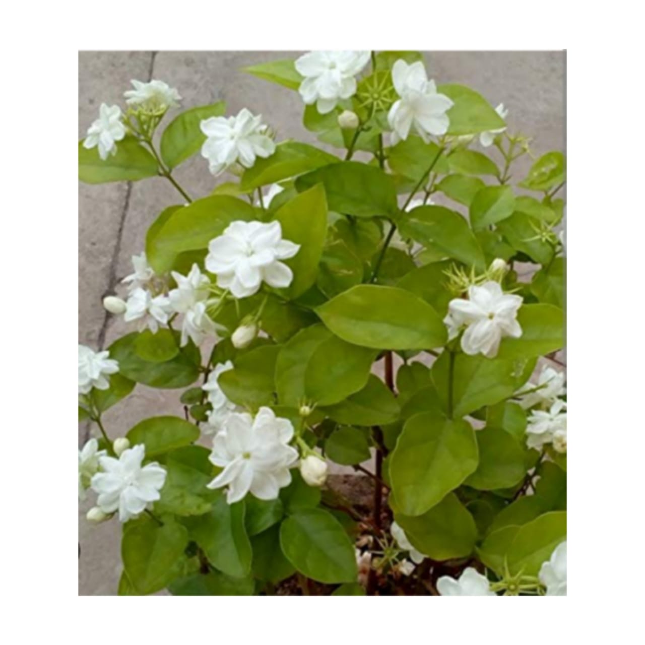 Live Jasmine Flowe Plants,Naturl Flower Plants,Rosa Pichcha Flower Plants