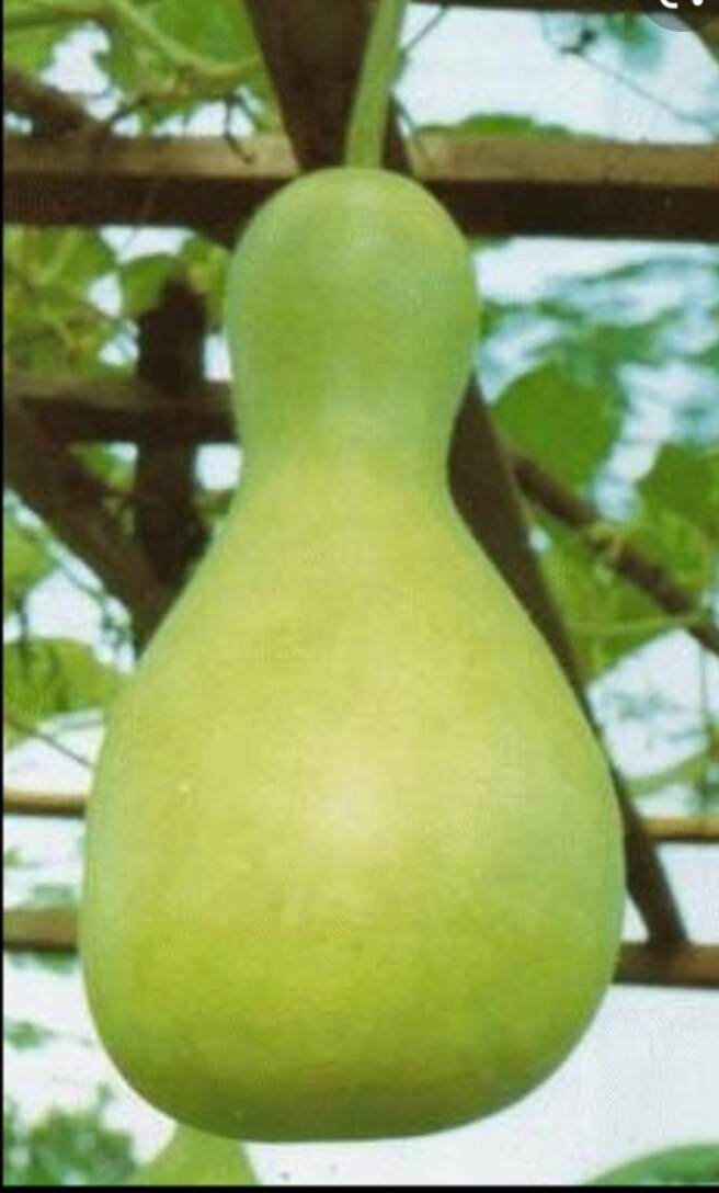 Labu/Bottle Gourd Seeds For Home Garden