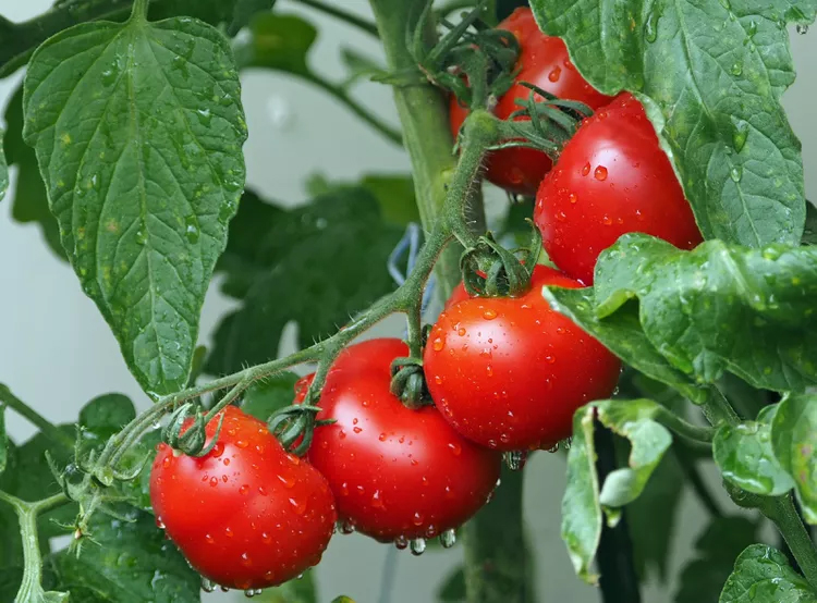 Vegetable Seeds. 