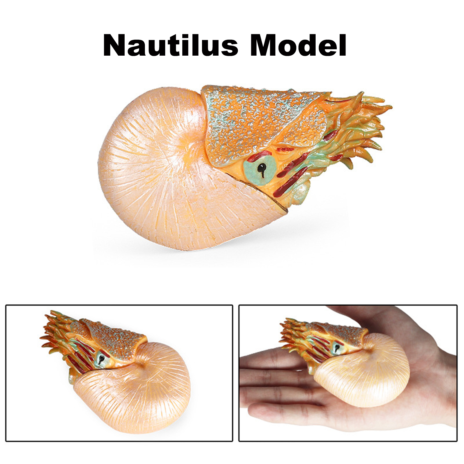 Nautilus Model Smallest Detail ulation Ocean Sea Animal Model Figures: Buy Online at Best Prices in SriLanka Nautilus Model Smallest Detail ulation Ocean Sea Animal Model Figures: Buy Online at Best Prices in SriLanka