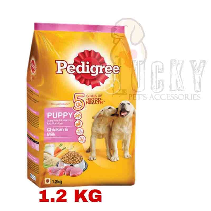 pedigree junior labrador