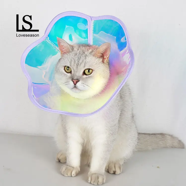 Comfortable 2024 cat cone