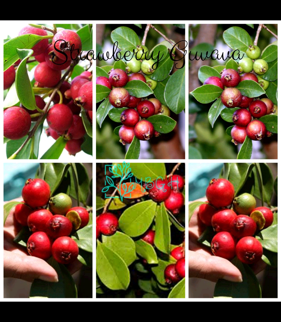 Fruit plant. 