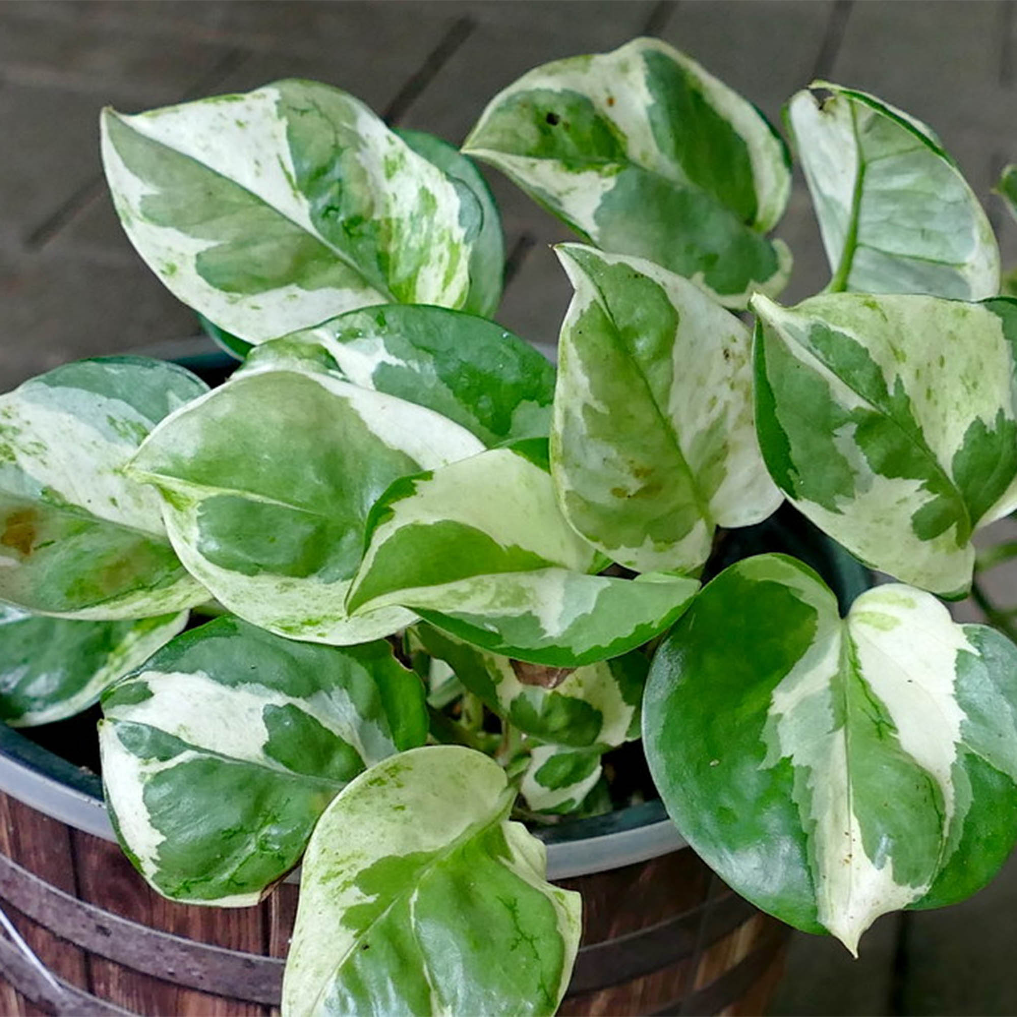 Money Plant / Golden Pothos/ Marble Queen/ N'joy /Heartleaf plant/Silver/Moonlight Pothos with pot. 