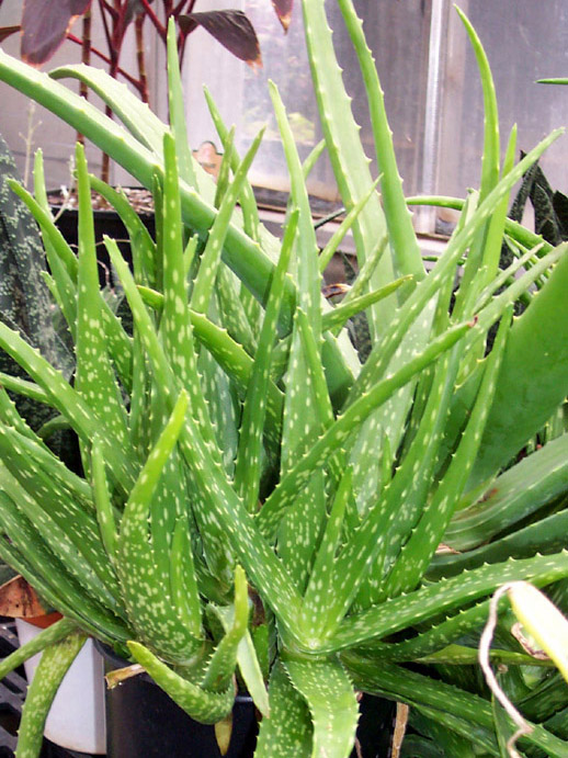 Aloe Vera Plant | Daraz.lk: Buy Online at Best Prices in Srilanka | Daraz.lk