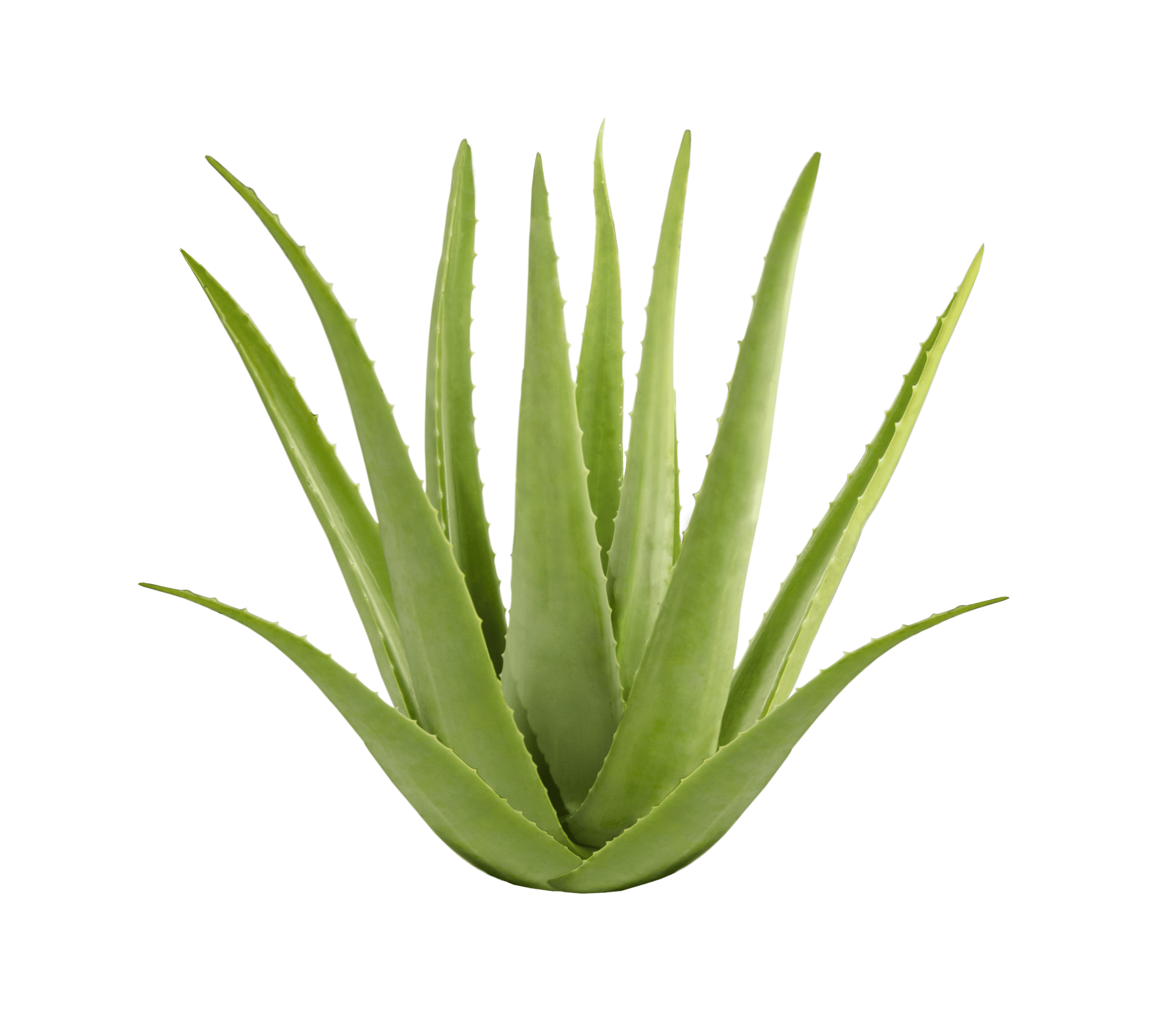 Panda Baby Cream - Aloe Vera 200ml. 