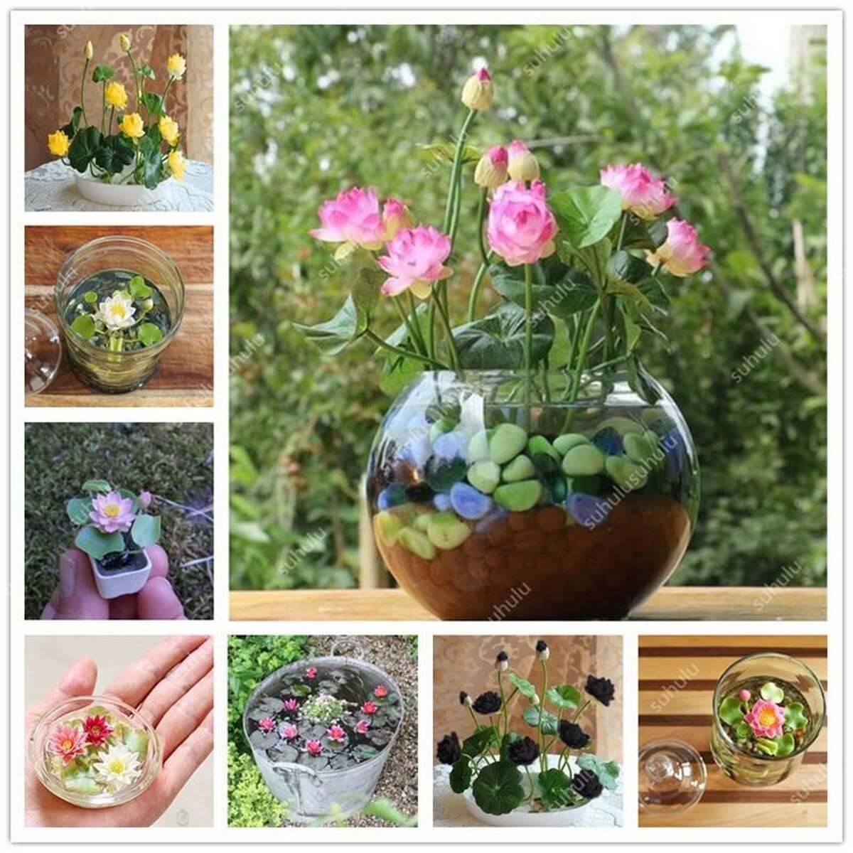 Flower Plant Suppliers In Sri Lanka Best Flower Site