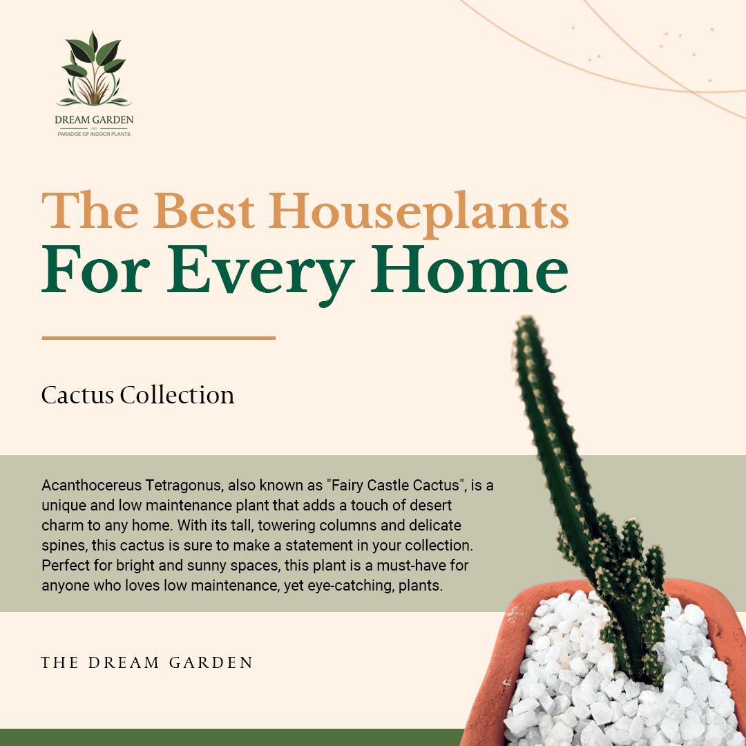 Fairy Castle Cactus Plant (Acanthocereus Tetragonus) - Indoor Plant. 