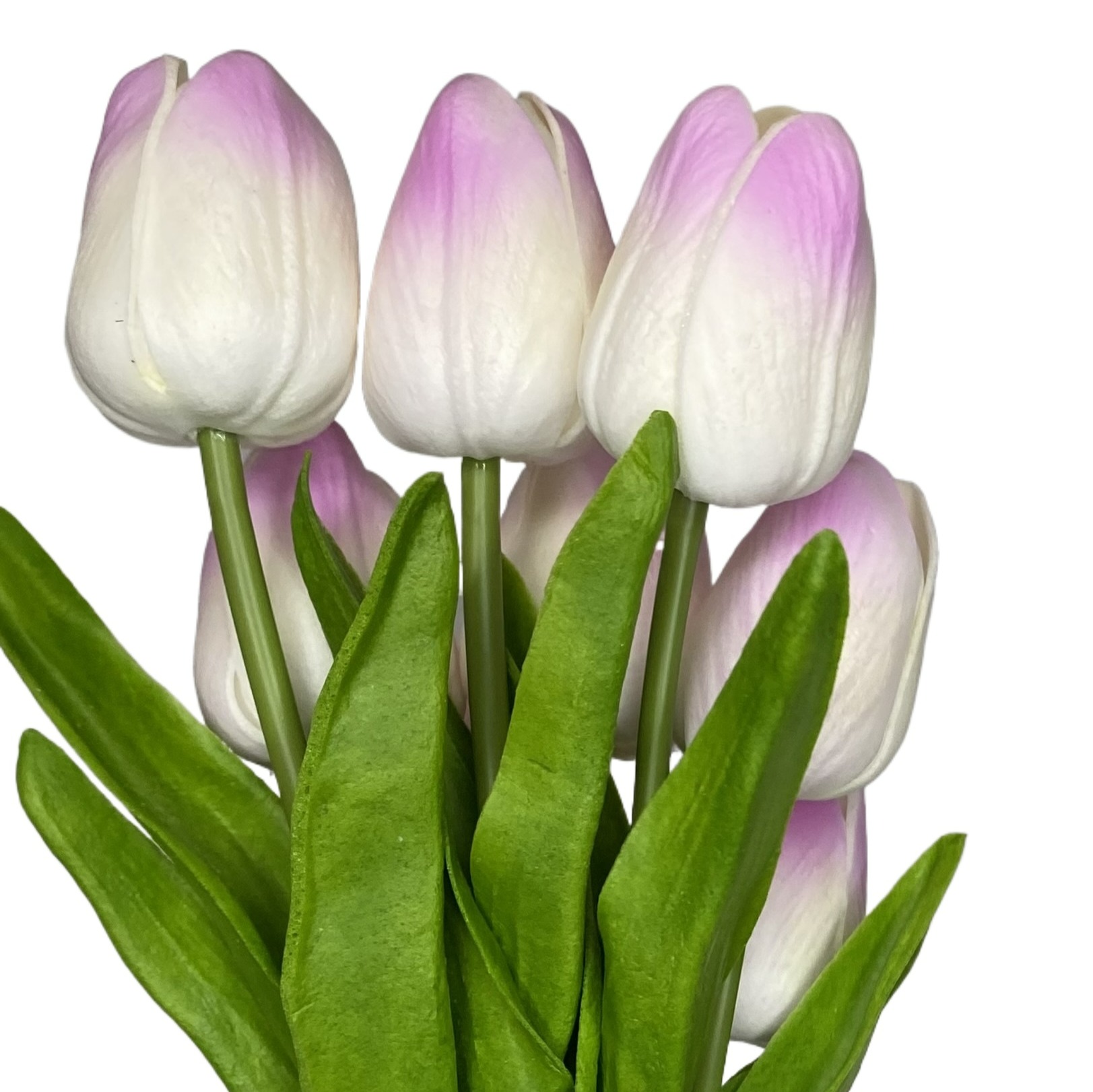 Tulip Flowers