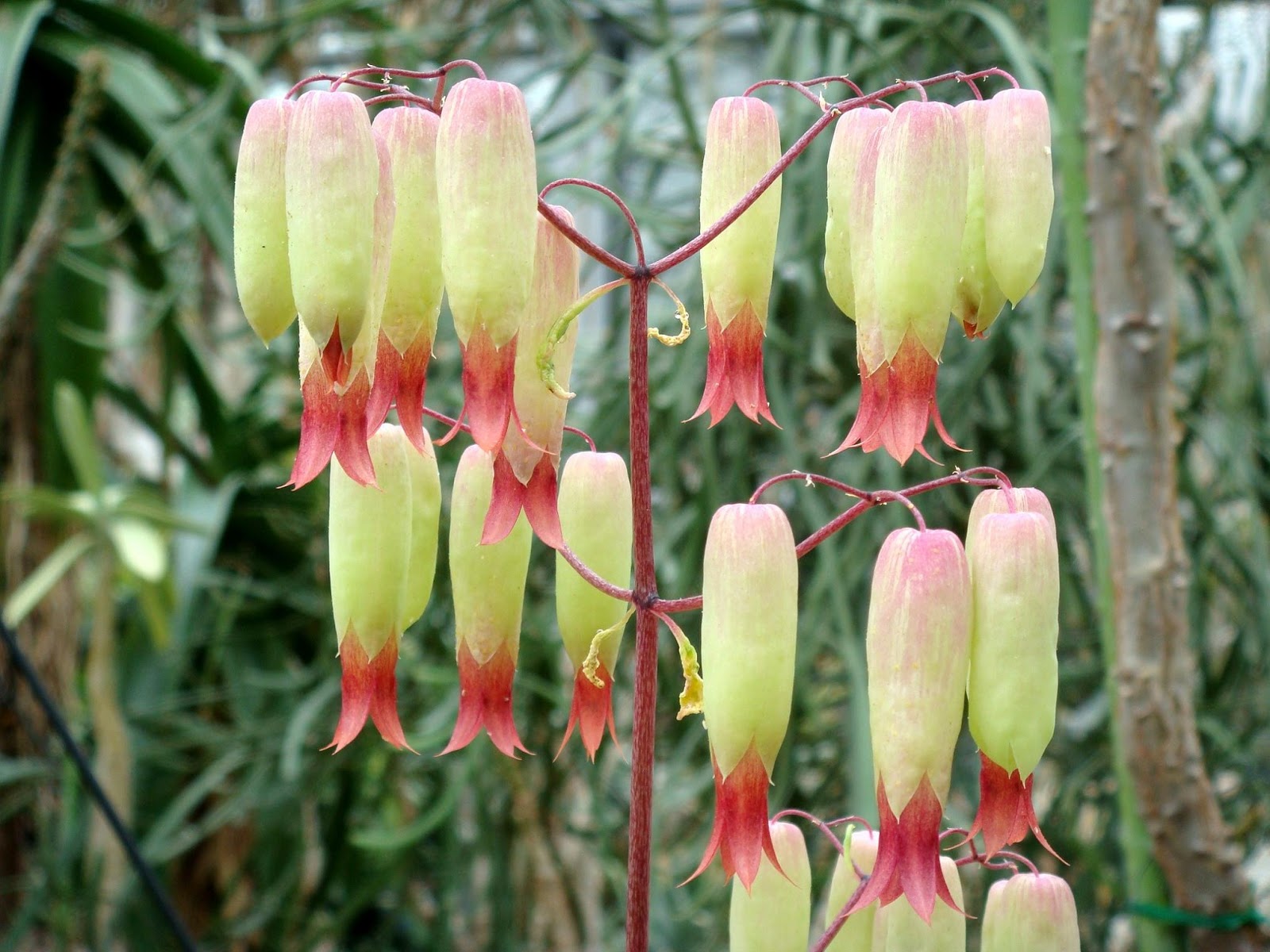 Akkapana Harbal Plant. 