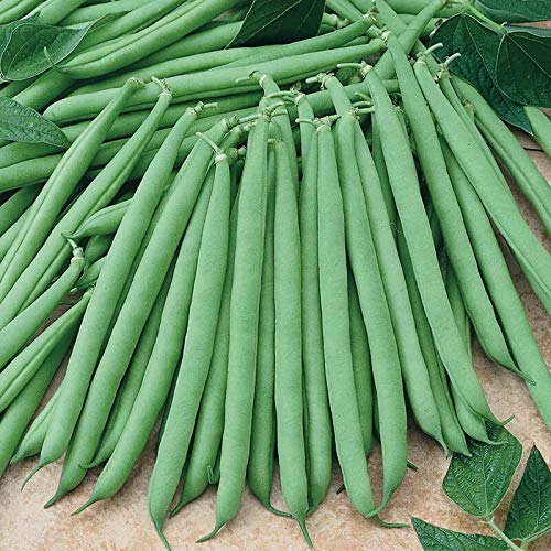 Beans, Cabbage, Leeks , nocall , Beet Root, Capsicum, Green Chilli Seeds 100% high quality seeds for home gardening...... 