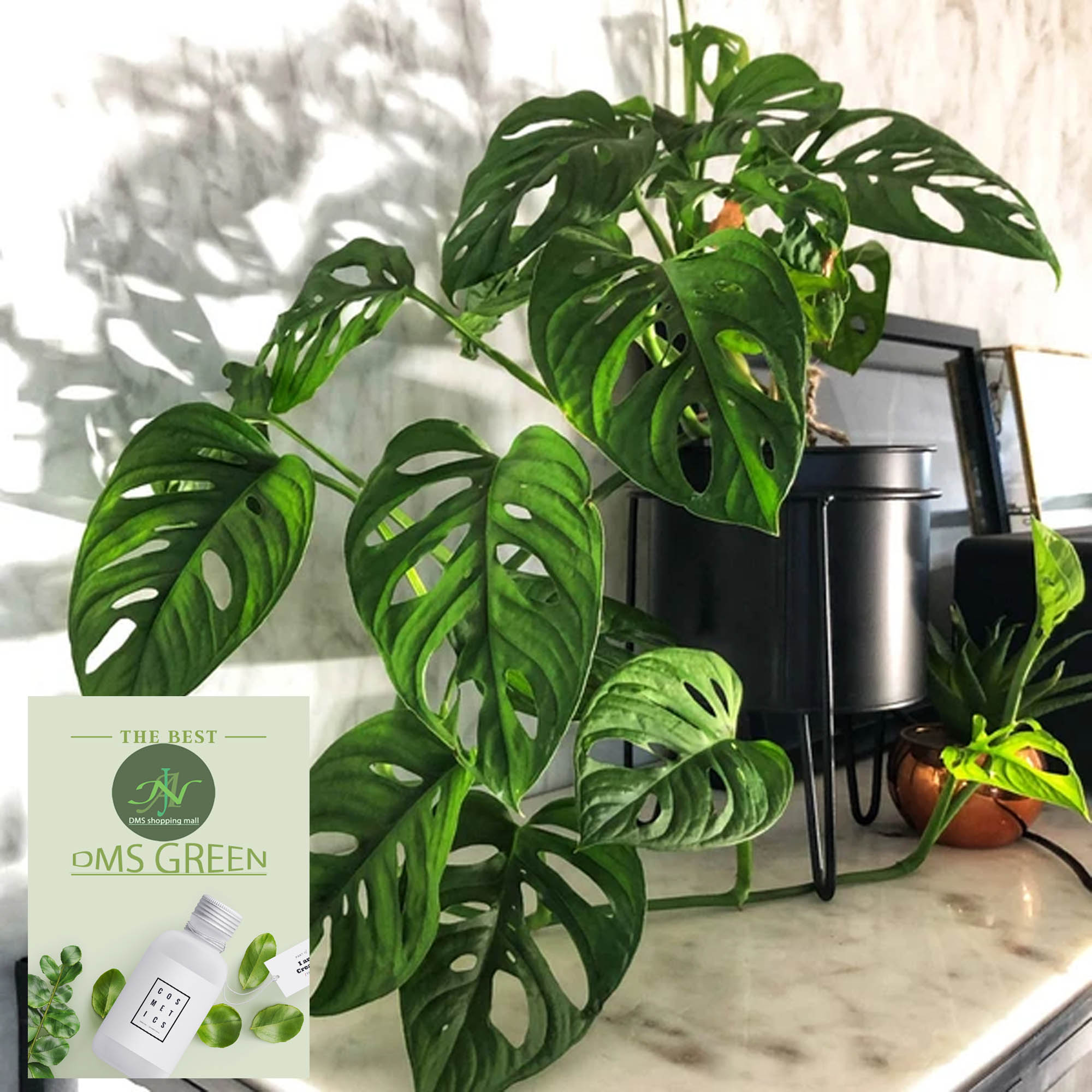 The Swiss cheese plant / Monstera adansonii with black pot. 
