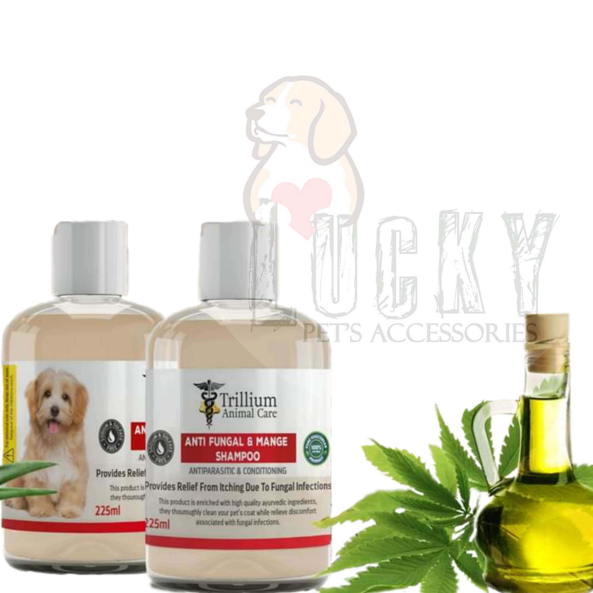 Will Olive Oil Kill Fleas On Dogs