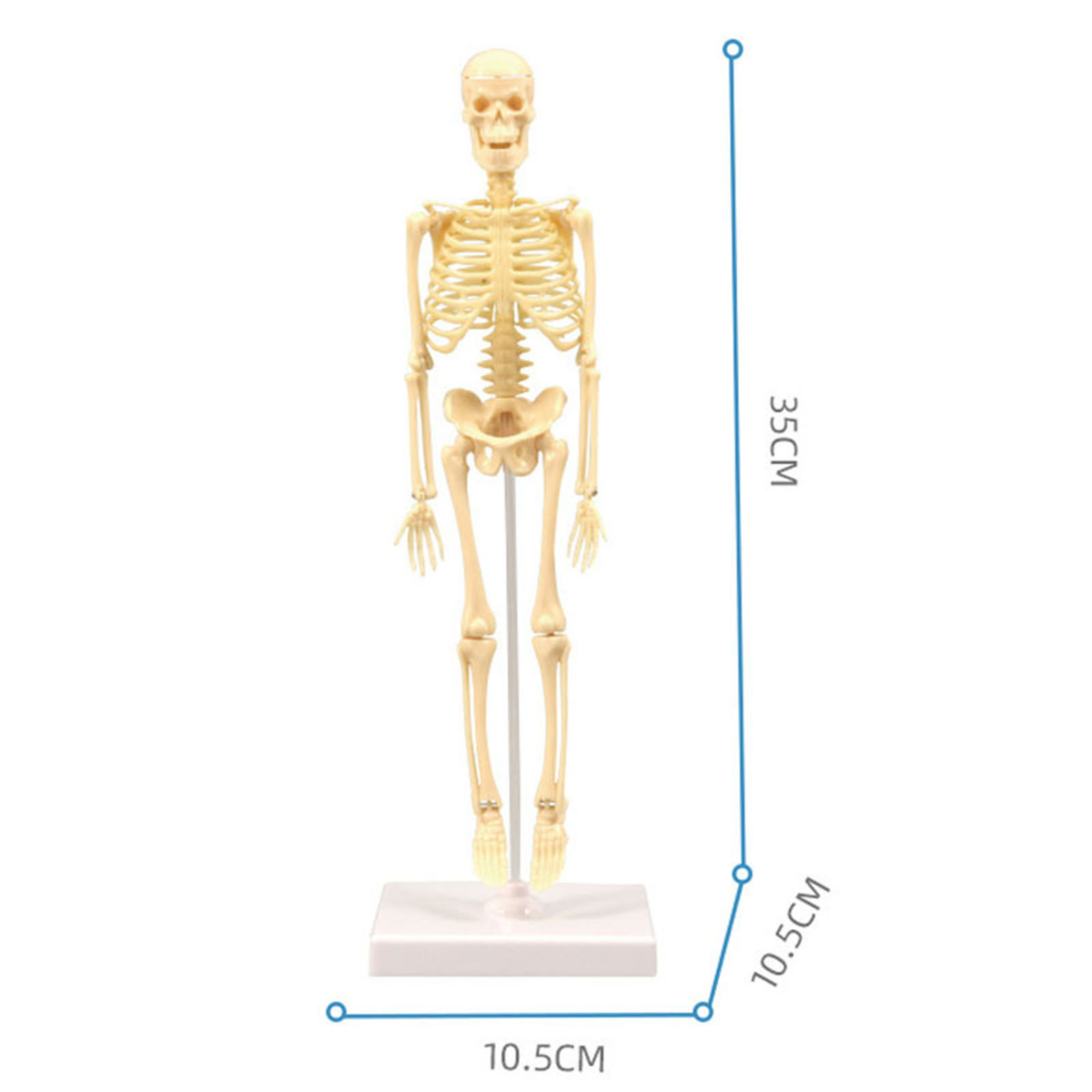 Skeleton Model Practical Ability Smooth Plastic Biological  Science Learning Kit for Kids. 