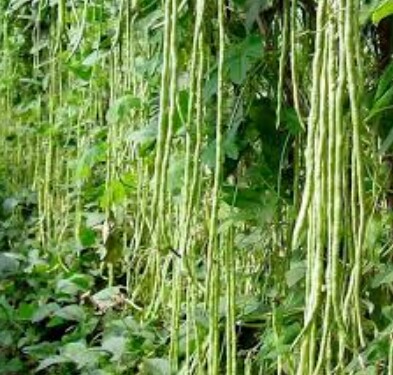 Hawari Me Karal/Hawari Long Beans (Green) Seeds For Home Garden. 