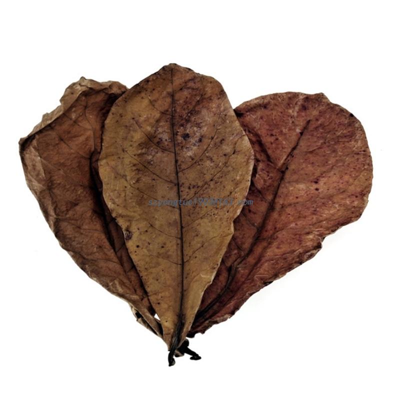 Betta Fish/Shrimp Leaves Indian Catappa Almonds Naturally Leaves for Fish Tanks Long Dried Leaf for Betta Breeding. 