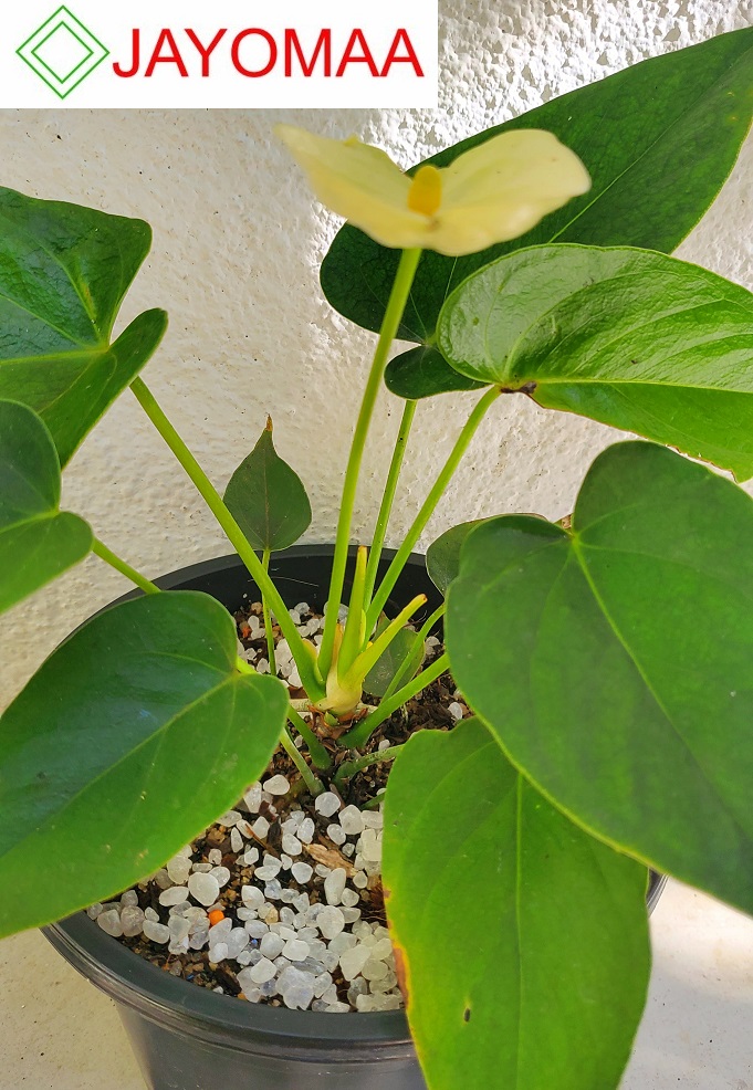 Anthurium plants - Vanilla Yellow -Bangkok variant - with flowers and pot for your loving home from JAYOMAA. 
