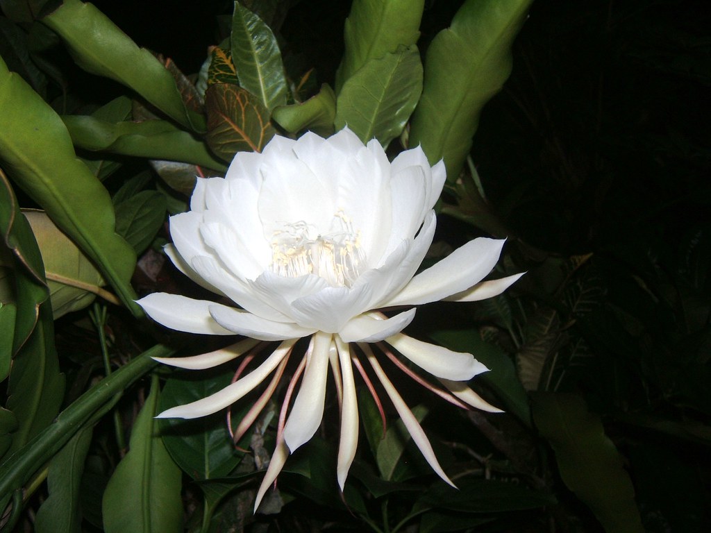 Kadupul Plant. 