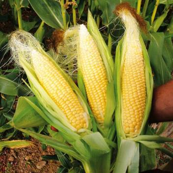 Corn Seeds-Bada iringu Seeds-20GramVegetable Seeds/Green leaves/Home Gardening seeds/Gardening Agriculture/seed pack/fruit seeds/. 