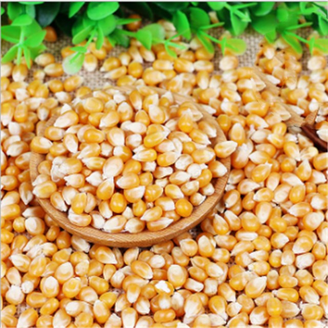 Corn Seeds-Bada iringu Seeds-20GramVegetable Seeds/Green leaves/Home Gardening seeds/Gardening Agriculture/seed pack/fruit seeds/. 
