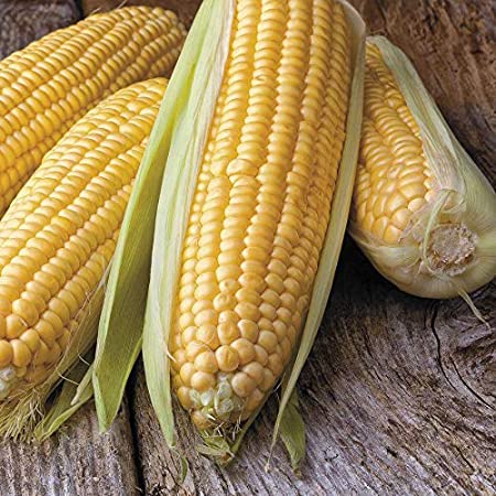 Corn Seeds-Bada iringu Seeds-20GramVegetable Seeds/Green leaves/Home Gardening seeds/Gardening Agriculture/seed pack/fruit seeds/