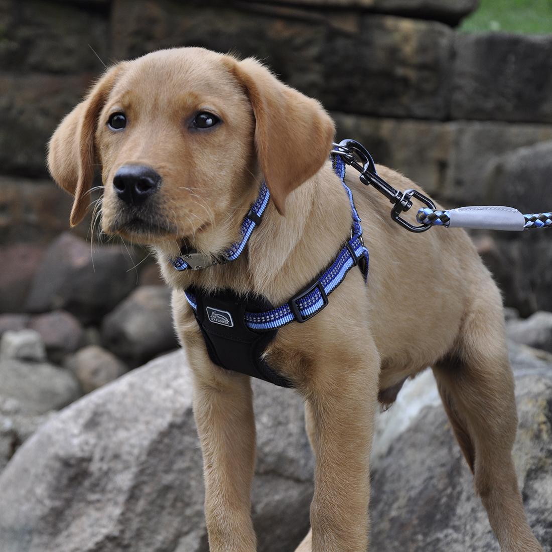 dog accessories daraz